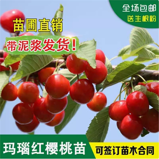 四川玛瑙红樱桃树苗大红灯车厘子树苗北南方种植樱桃苗水果树果苗