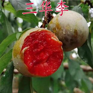 果树苗三华李子苗嫁接李子树苗大蜜李红肉李当年结果南方北方种植