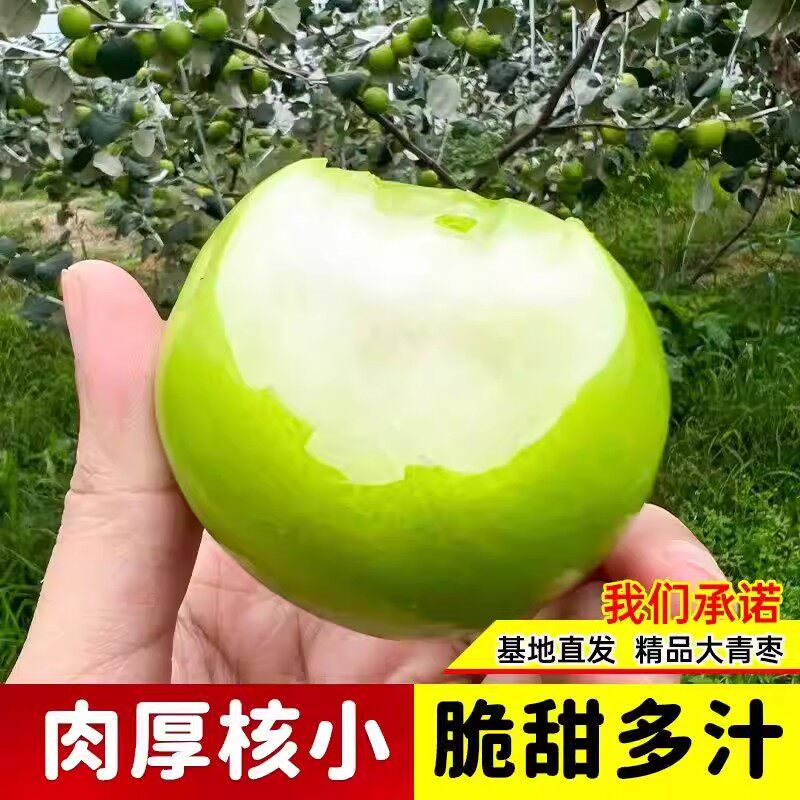 【基地直发】大青枣树苗正宗嫁接台湾高产大果牛奶枣脆甜苹果枣树