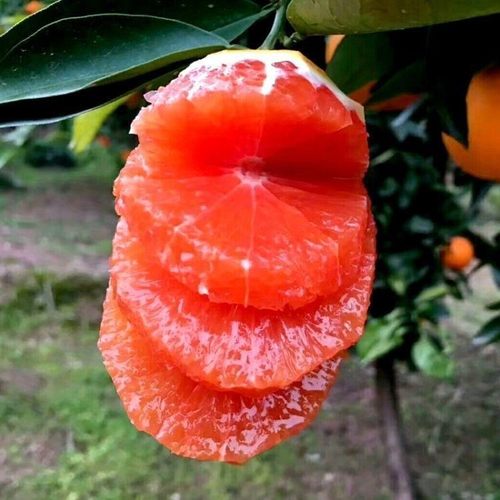 秭归血橙苗中华红树子嫁