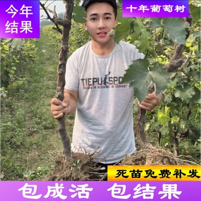 阳光玫瑰葡萄树苗爬藤巨峰夏