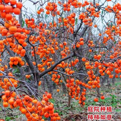 柿子树庭院果甜脆苗南方北种