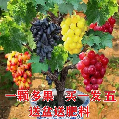 葡萄树苗四季盆栽不爬藤无