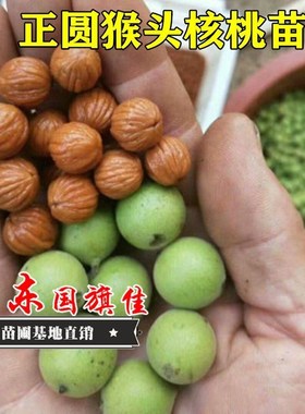 美国金丝猴头核桃苗 文玩核桃树苗 当年挂果四座楼狮子头核桃树苗