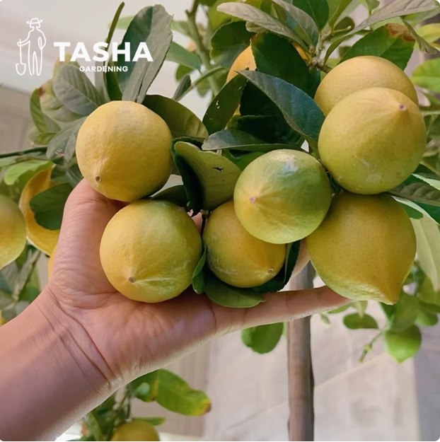 台湾四季无籽香水柠檬苗盆栽