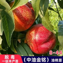 中油金铭8-44油桃树果苗嫁接特大脆甜黄肉油桃苗南北方种当年结果