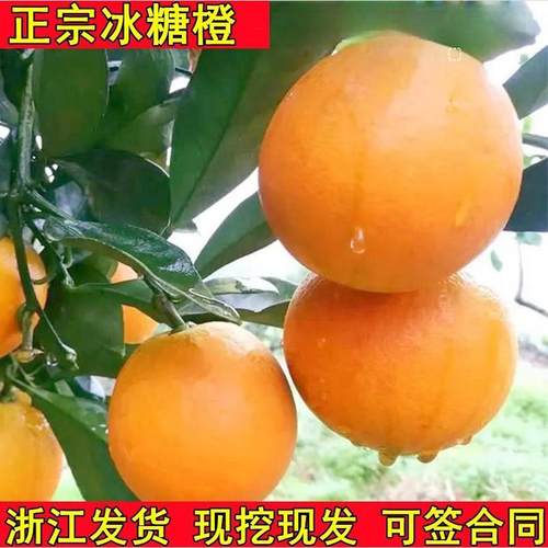 永兴冰糖橙苗柑嫁接子褚当年