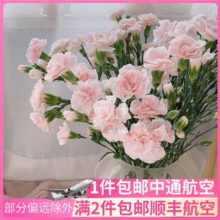 太子妃多头康乃馨云南斗南鲜花基地直发昆明花卉市场母亲节花束送