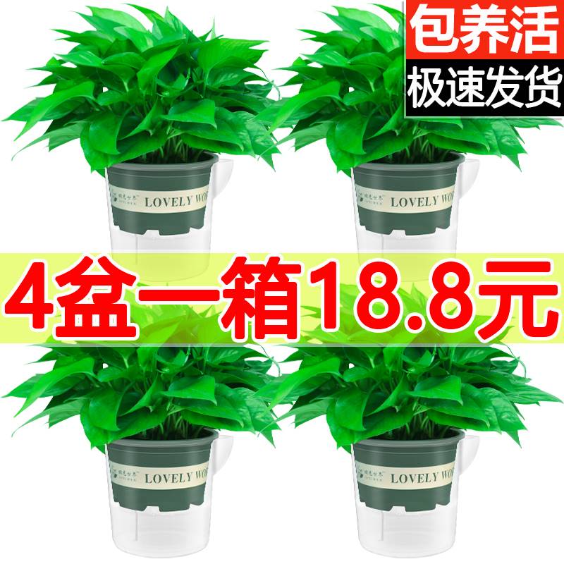 绿萝盆栽室内办公室植物吊兰长藤垂吊绿箩绿植吸/除甲醛 净化空气
