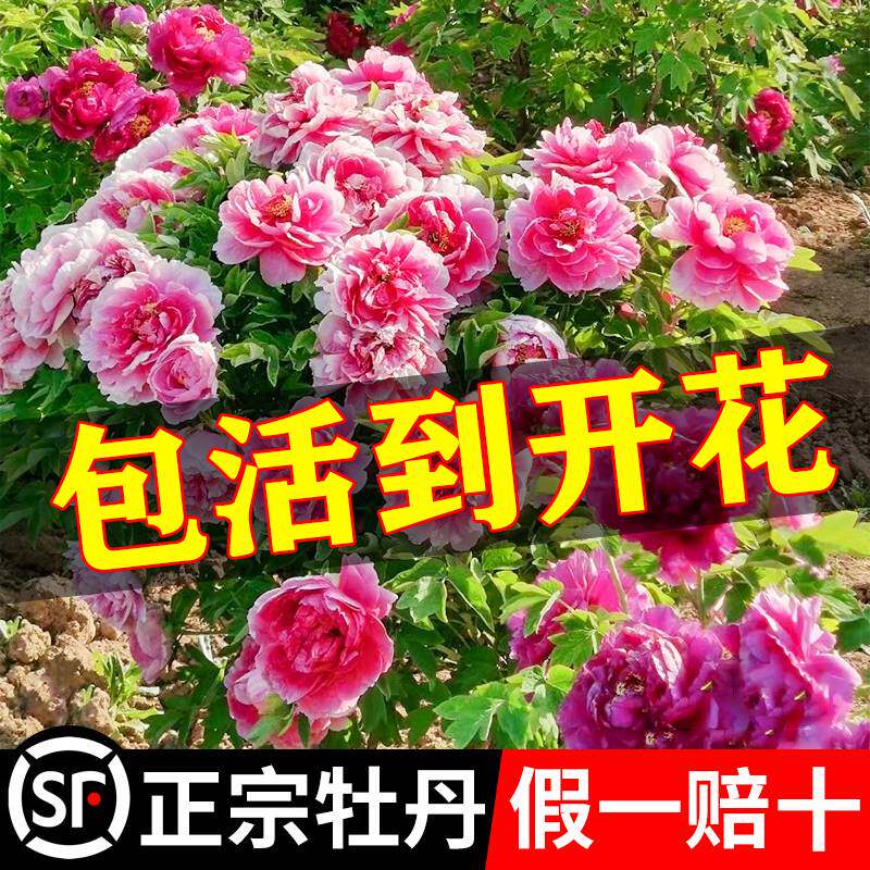 牡丹花苗正宗山东菏泽洛阳芍药鲜花大苗室外盆栽重瓣观赏树苗花卉