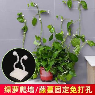 绿绿萝爬墙固定器植攀爬夹子无痕卡不墙挂钩卡伤扣强家用免力打孔