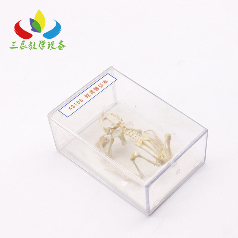 43108型蛙骨骼生物标本青蛙骨架模型初中生物模型教具教学仪器