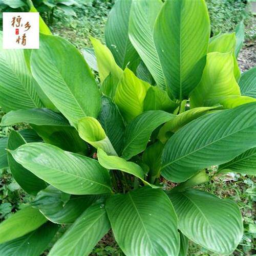 大粽子叶苗种植大粽叶苗广西大柊叶苗新鲜大冬叶苗 观叶苗 粽子苗