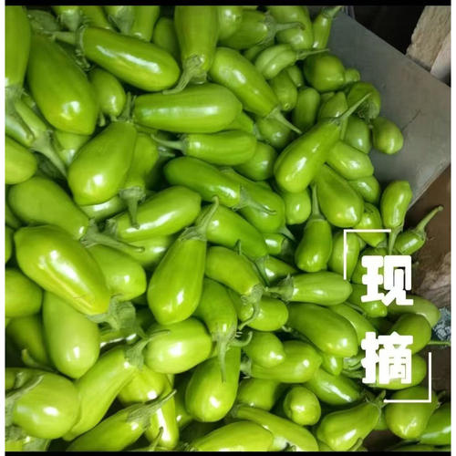 当季东北现摘甜子茄无籽可生吃