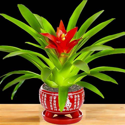 鸿运当头盆栽花卉植物室内花客厅四季开花好养活凤梨水培绿植阳台