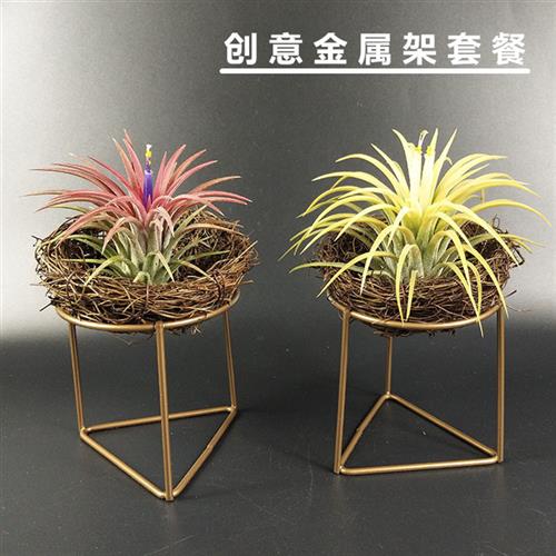 空气凤梨无土懒人植物三脚架鸟巢套餐精灵桌面盆栽绿植