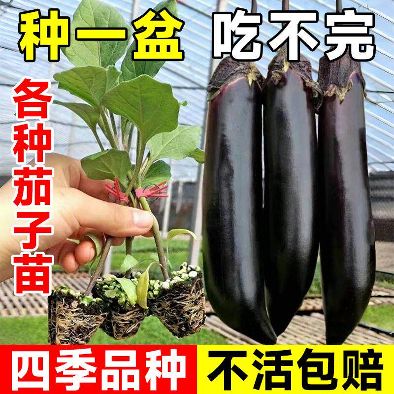 茄子苗带土本地老品种嫁接茄子秧苗种苗园圆大青皮高产茄子苗盆栽