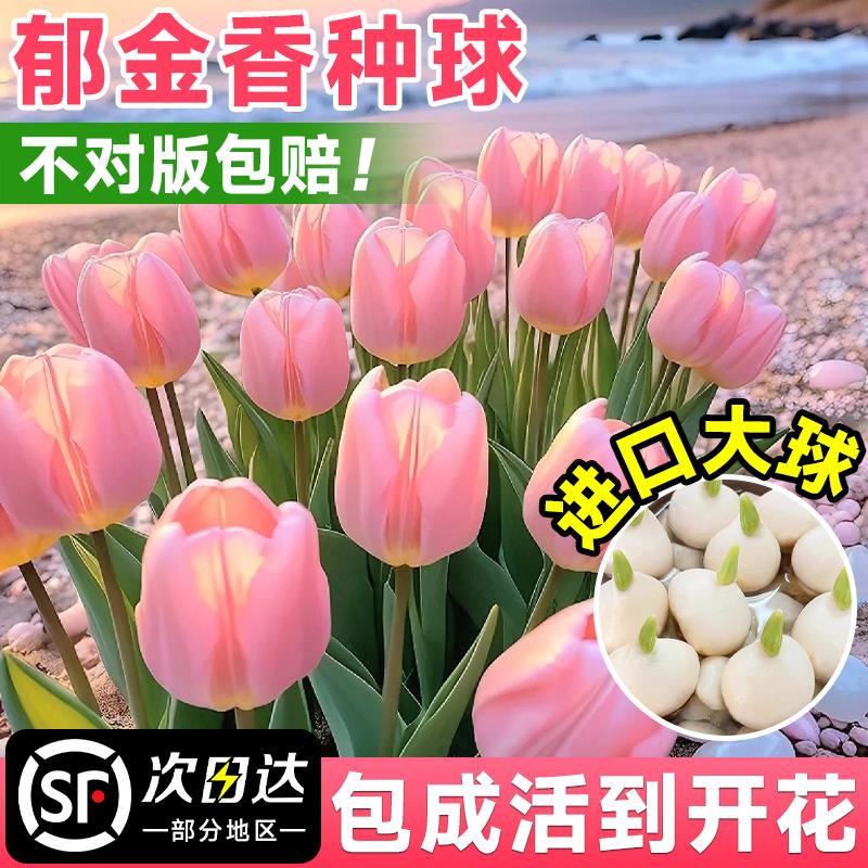 郁金香种球带花苞水培花卉室内养