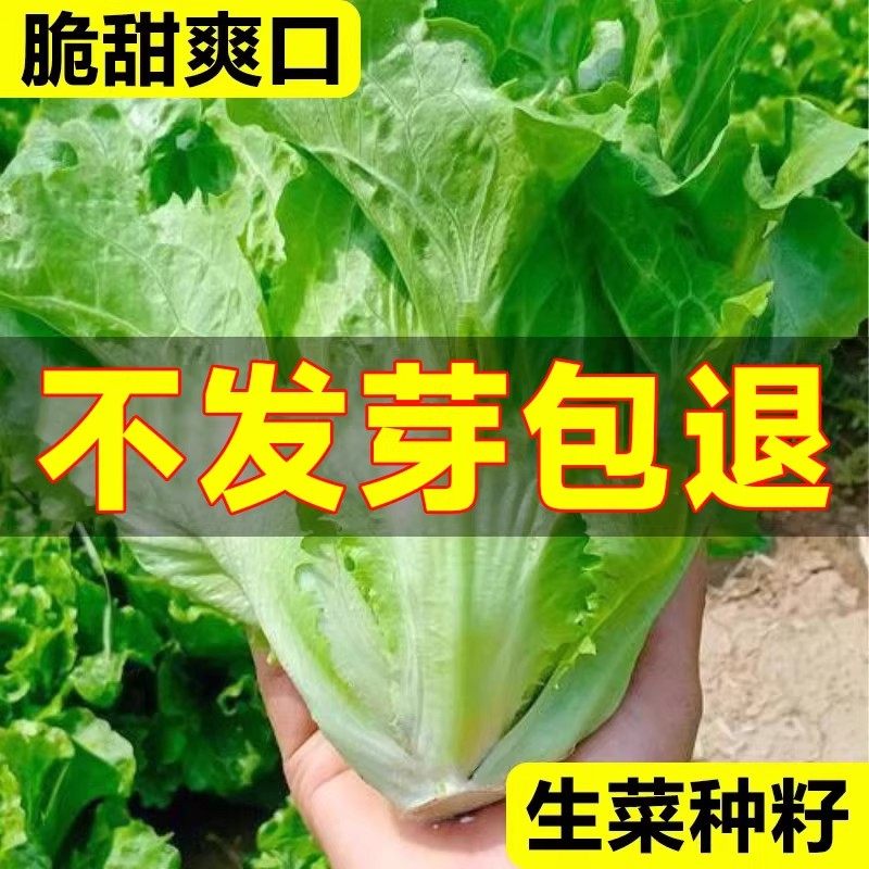 意大利生菜种籽大全菜籽种植四季水培蔬菜种子孑秋冬罗马奶油香菜,鲜花速递/花卉仿真/绿植园艺,家庭园艺种子,淘宝优惠券,粉丝福利购,淘宝优惠卷