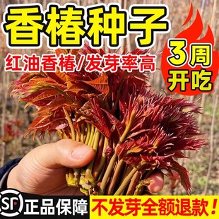 速生红油香椿种子红香春芽苗菜种籽四季香菜新鲜蔬菜生菜种孑大全