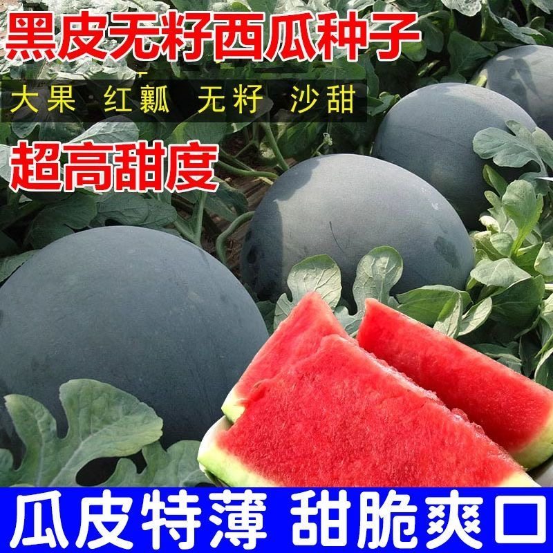 黑皮无籽西瓜种子超甜高产薄皮红心特大西瓜种籽蔬菜水果种孑