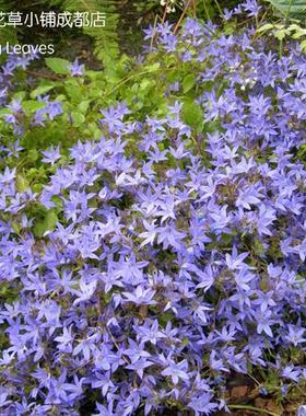 垂吊风铃草Campanula poscharskyana蓝花 蓝色 盆栽 丰花 耐寒