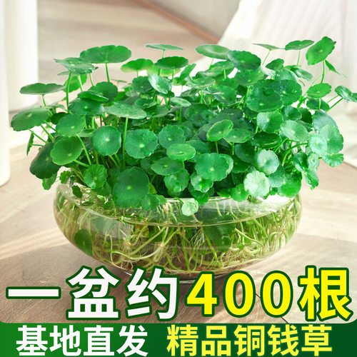 带叶铜钱草水培放鱼缸盆栽植物室内小绿植水养金钱草水生四季常绿