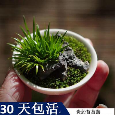 菖蒲贵船苔盆景室内绿植桌面佛系蒲草玩家山野草包邮茶几老桩观叶
