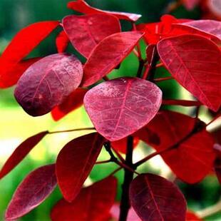 香山红叶象山红叶老桩黄栌盆景绿植盆景