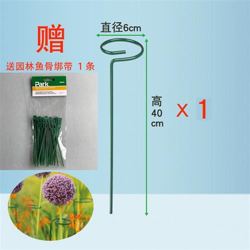 支撑花杆园艺植物兰花支架花卉防倒伏朱顶红花支架铁艺盆栽固定架