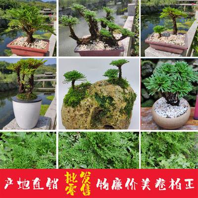地养熟桩绿植卷柏办公室桌面微小型盆景栽九死还魂草假山植物包邮