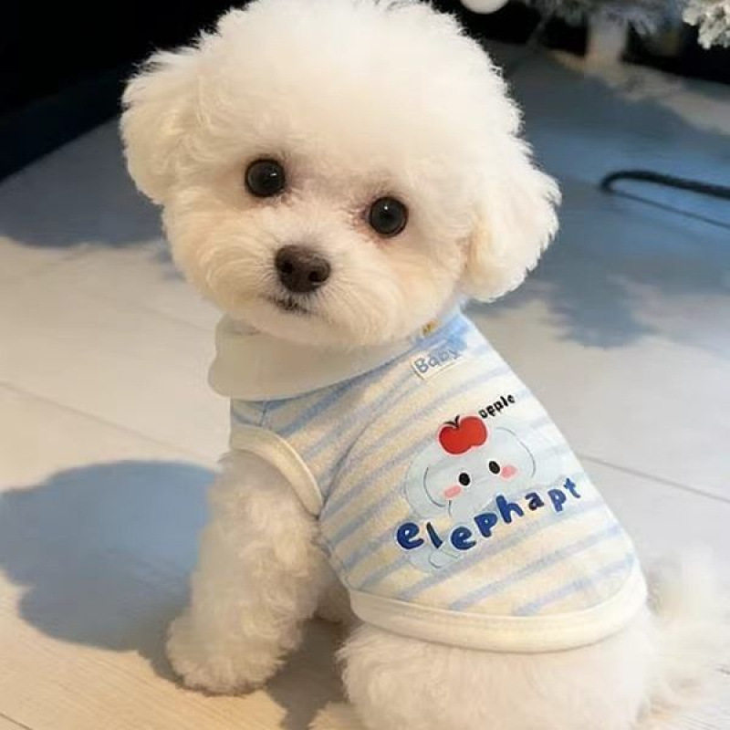 狗狗衣服春夏薄款可爱条