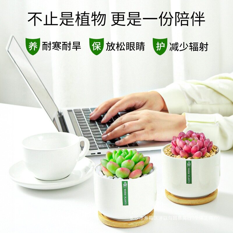 多肉植物组合室内小盆栽