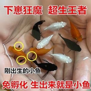 宠物鱼活体 热带鱼 新手好养鱼 包活 包邮 胎生鱼 玛丽球鱼 皮球鱼