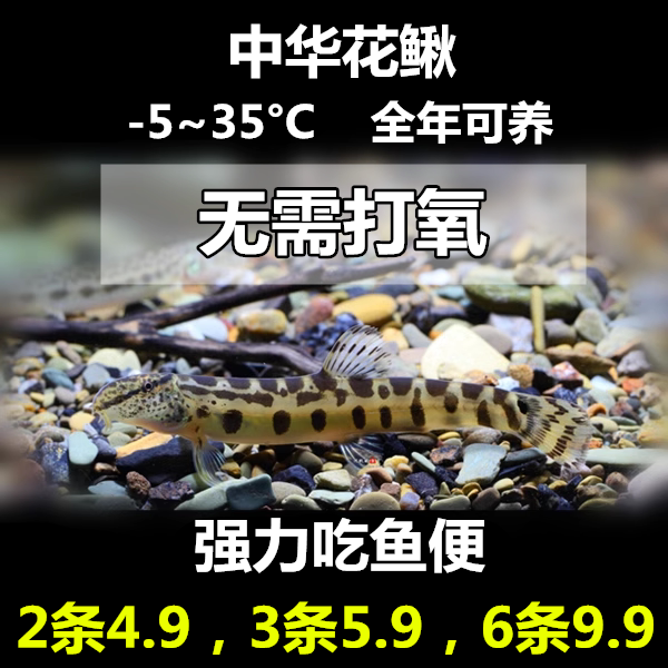 中华花鳅鱼 中国原生鱼 冷水鱼 工具鱼清洁鱼 吃残渣鱼粪皮实好养
