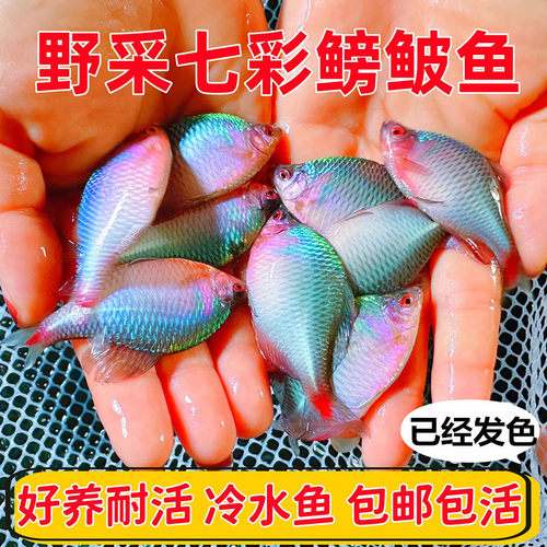 七彩鳑鲏鱼 高体鳑鲏鱼 瓦片鱼 冷水鱼 原生鱼 皮实耐活新手好养