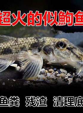 似鮈鱼 棒花鱼 原生冷水鱼翻砂工具鱼 推土机除藻吃鱼便活体鱼