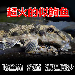 似鮈鱼 棒花鱼 原生冷水鱼翻砂工具鱼 推土机除藻吃鱼便活体鱼