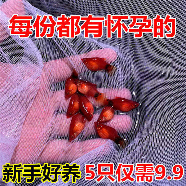 适合新手精品红米奇鱼 直接生下来的就是小鱼胎生鱼小型热带鱼.
