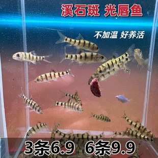 红腹溪石斑鱼 光唇鱼 好养冷水鱼原生鱼小型爱群游新手适合养