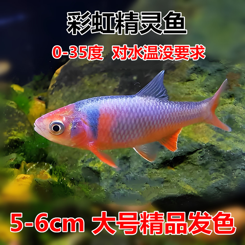 原生鱼彩虹精灵冷水鱼无需加温图片