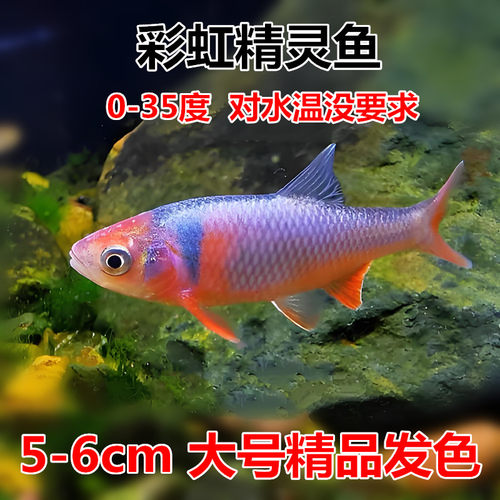 原生鱼彩虹精灵冷水鱼无需加温