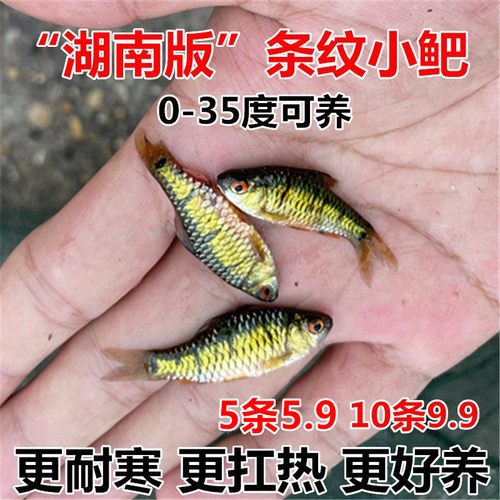 湖南的条纹小鲃鱼真耐寒