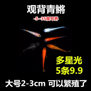 观背青鱼苗活体观赏鱼冷水淡水好养耐寒原生溪流小鱼清道夫 包邮