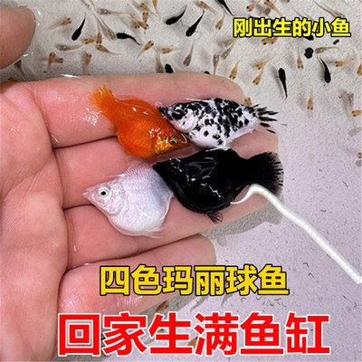 直接生四色玛丽球鱼怀孕母鱼