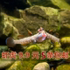 练手稀有原生冷水鱼小型淡水白面溪流虾吻虾虎鱼好养耐活观赏鱼