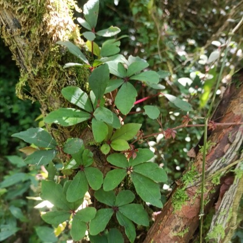 中药材走游草五叶爬岩藤毛五加岩五加藤五甲小红藤走游藤生鲜500g