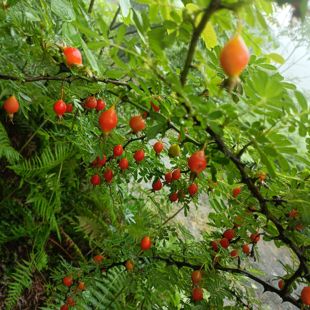 贵州特产砂糖果沙糖果刺莓果刺梅果糖罐蜜罐端午节栽秧果泡酒新鲜