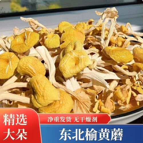 2026年东北榆黄蘑菇干货新货煲菌汤食用菌土特产玉黄蘑菇