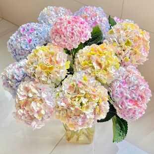 超新品大花绣球油画莫奈漫卷流光三河千鸟有松地栽盆栽2025老园丁